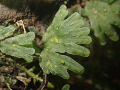 Symphyogyna hymenophyllum