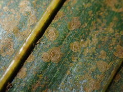 Phycopeltis