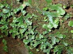 Marchantia foliacea