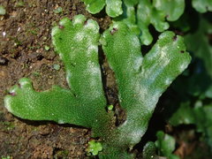 Marchantia foliacea