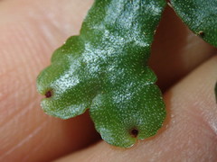 Marchantia foliacea
