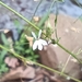 Lobelia cordifolia