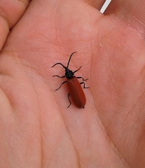 Macrolygistopterus rubripennis