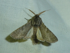 Dicranura ulmi