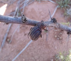 Philolithus sordidus