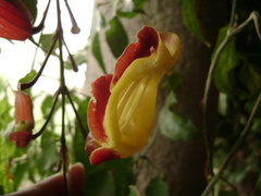 Thunbergia mysorensis
