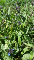 Anchusa officinalis