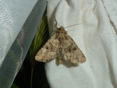 Clemathada calberlai