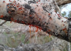 Cytospora chrysosperma