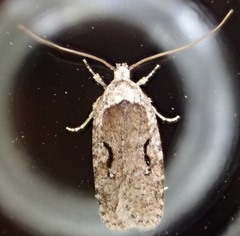 Agonopterix curvilineella