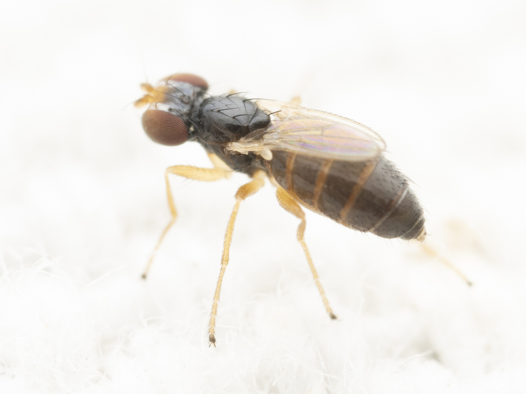 Stiphrosoma sabulosum