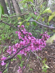 Cercis canadensis