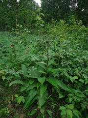 Saussurea pseudotilesii