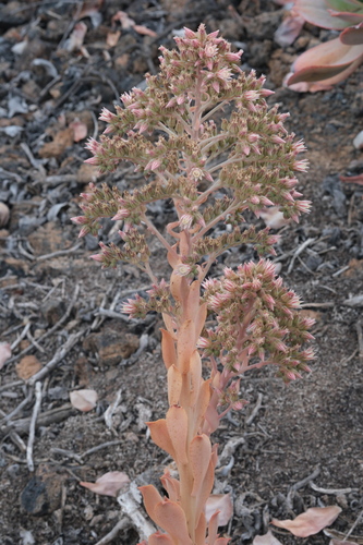 Aeonium valverdense