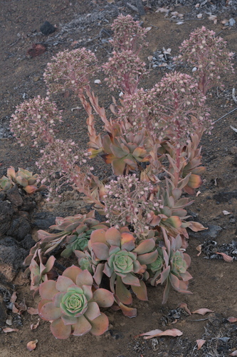 Aeonium valverdense