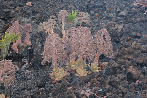 Aeonium valverdense