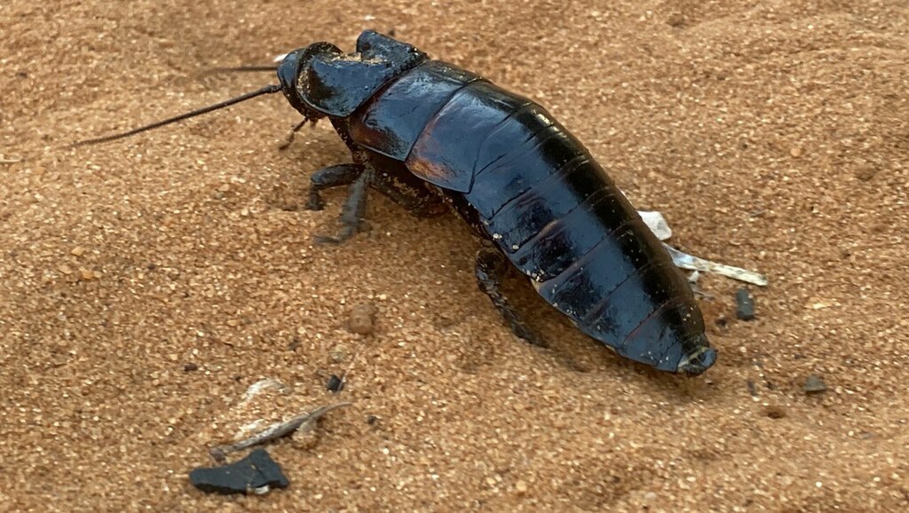 Madagascar Hissing Cockroach