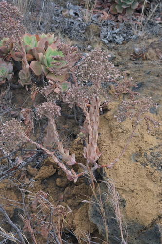 Aeonium valverdense