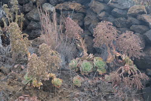 Aeonium valverdense
