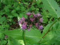 Saussurea pseudotilesii