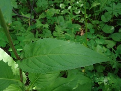 Saussurea pseudotilesii