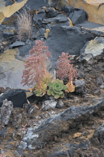 Aeonium valverdense