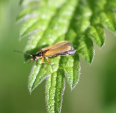 Cantharis decipiens