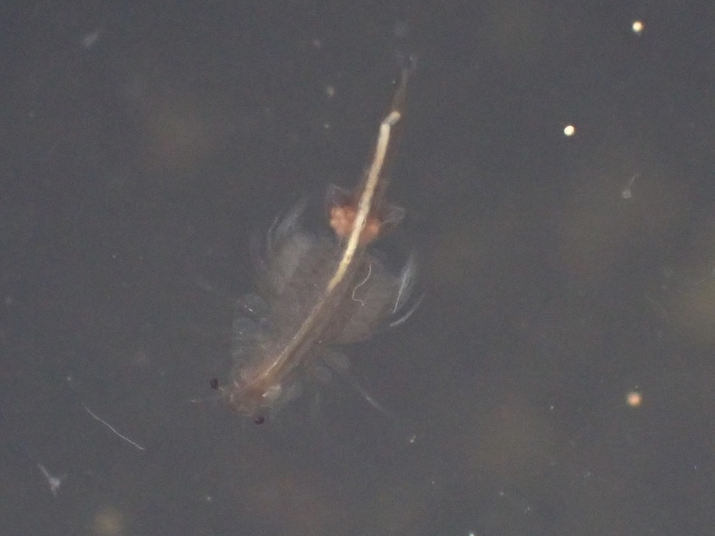 Artemia monica Verrill, 1869