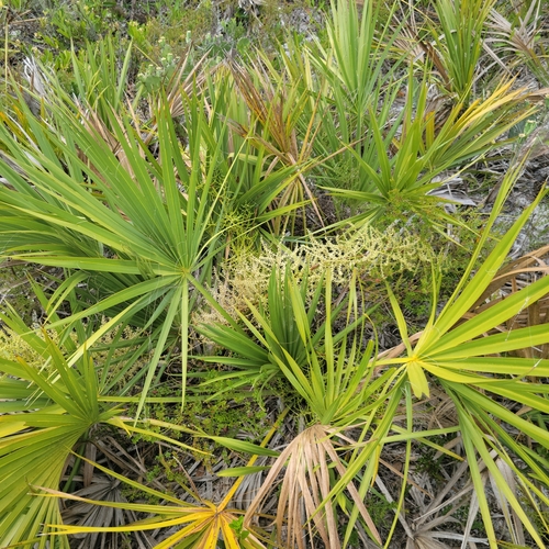 Image of Sabal etonia by (c) Jay Horn, some rights reserved (CC BY)