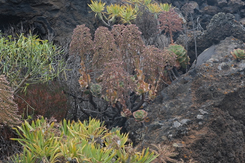 Aeonium valverdense