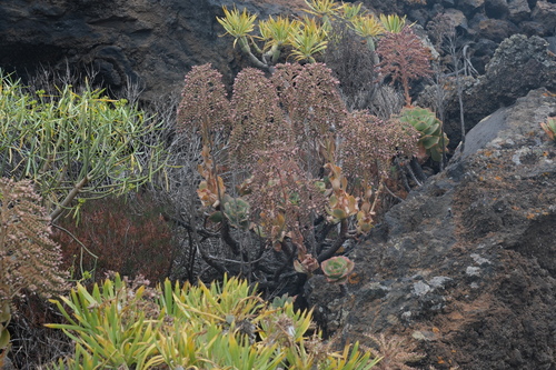 Aeonium valverdense
