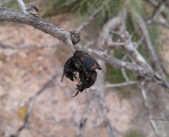 Nicrophorus carolina