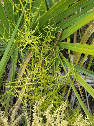 Image of Sabal etonia by (c) Jay Horn, some rights reserved (CC BY)