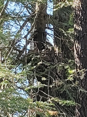 Patagioenas fasciata