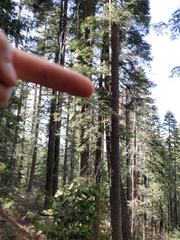 Patagioenas fasciata