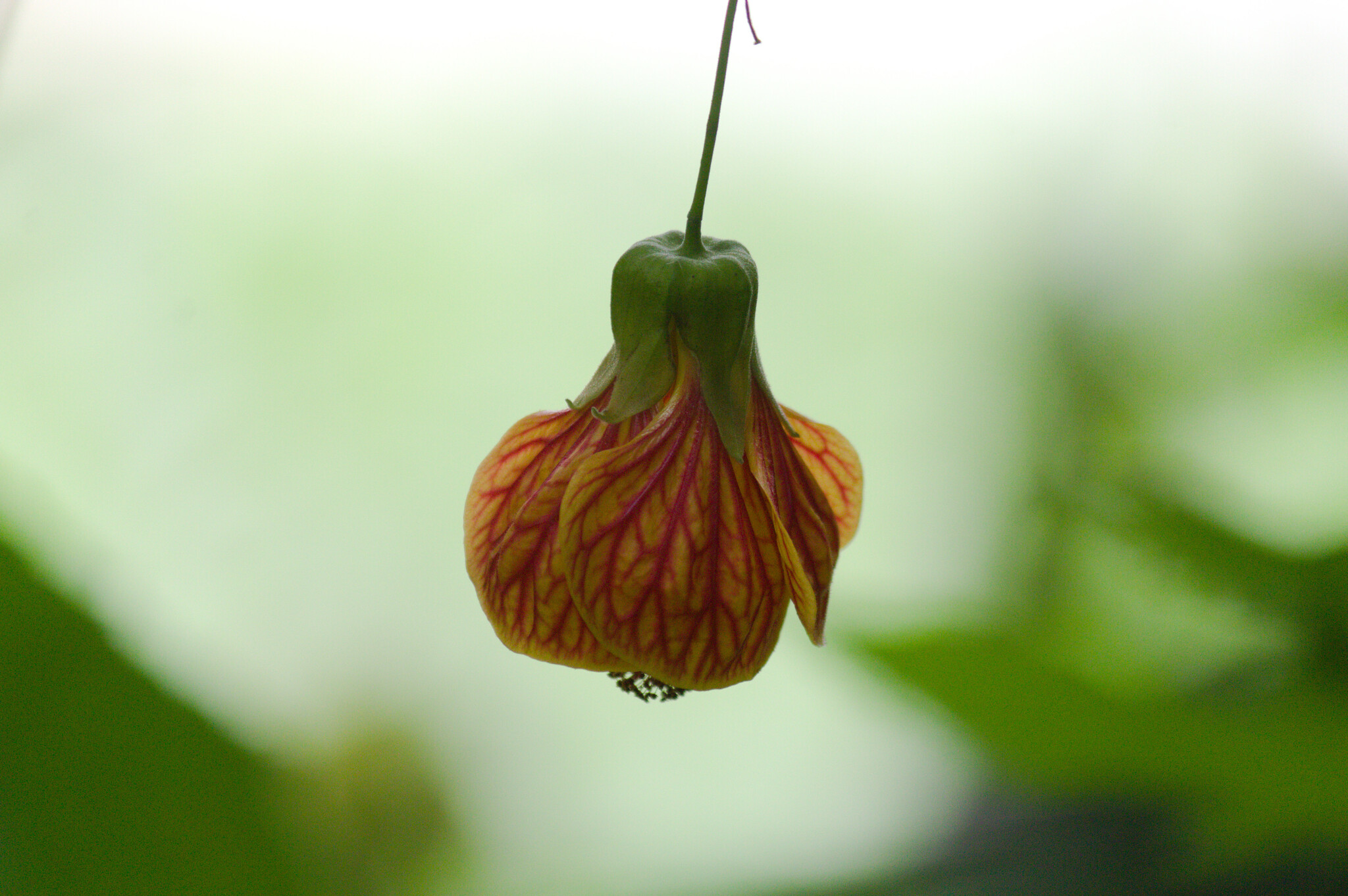 Callianthe picta