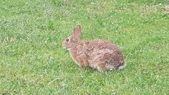Sylvilagus floridanus