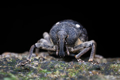 Salcus quadripunctatus