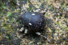 Salcus quadripunctatus