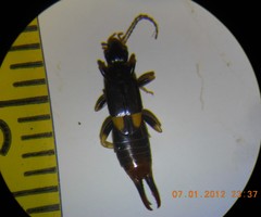 Marava arachidis
