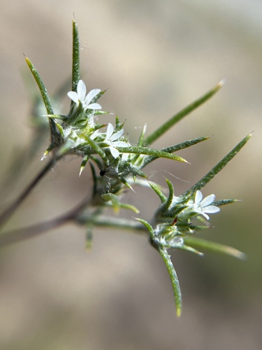 Hoover's eriastrum (Eriastrum hooveri)
