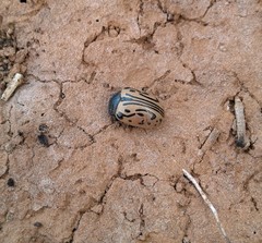 Calligrapha dislocata