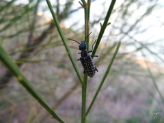 Epicauta maculata-group