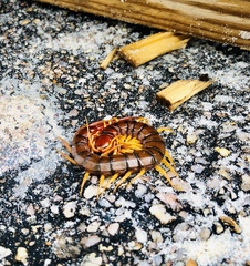 Scolopendra dehaani