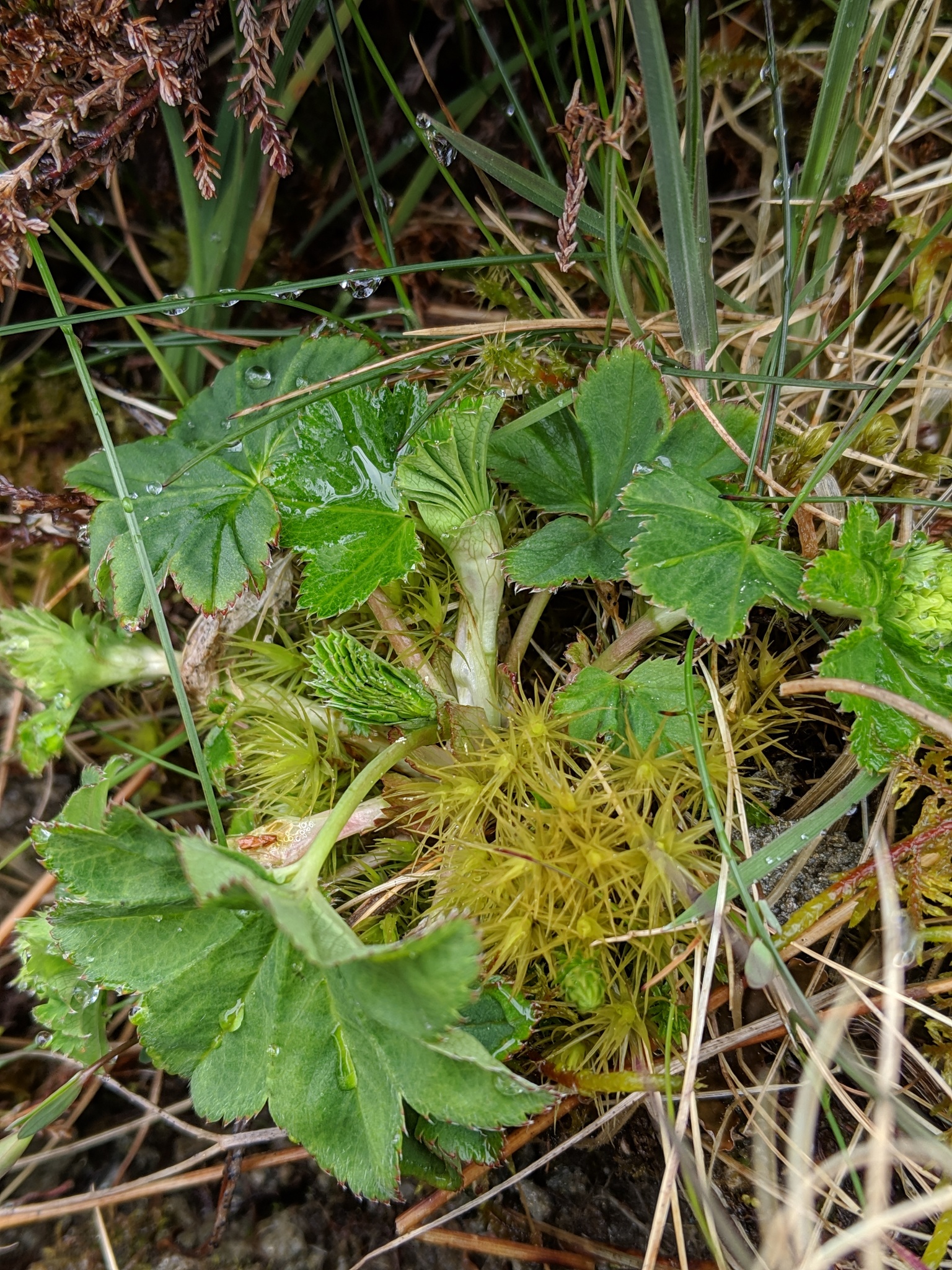 Alchemilla glabra