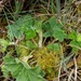 Smooth Lady's-Mantle - Photo (c) Mike, some rights reserved (CC BY-NC), uploaded by Mike