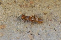 Anastatus semiflavidus