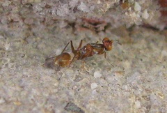 Anastatus semiflavidus