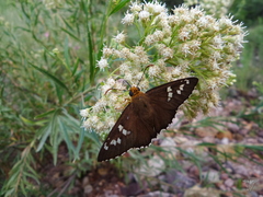 Apyrrothrix araxes arizonae