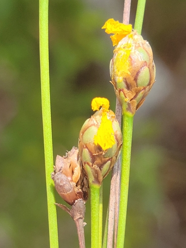 Image of Xyris stenotera by (c) Jay Horn, some rights reserved (CC BY)